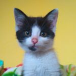 Pestka kotka do adopcji - Moje Jasło