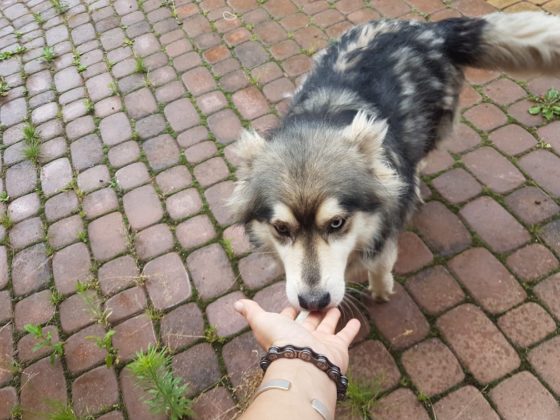 Sunia szuka domu - psy do adopcji Jasło