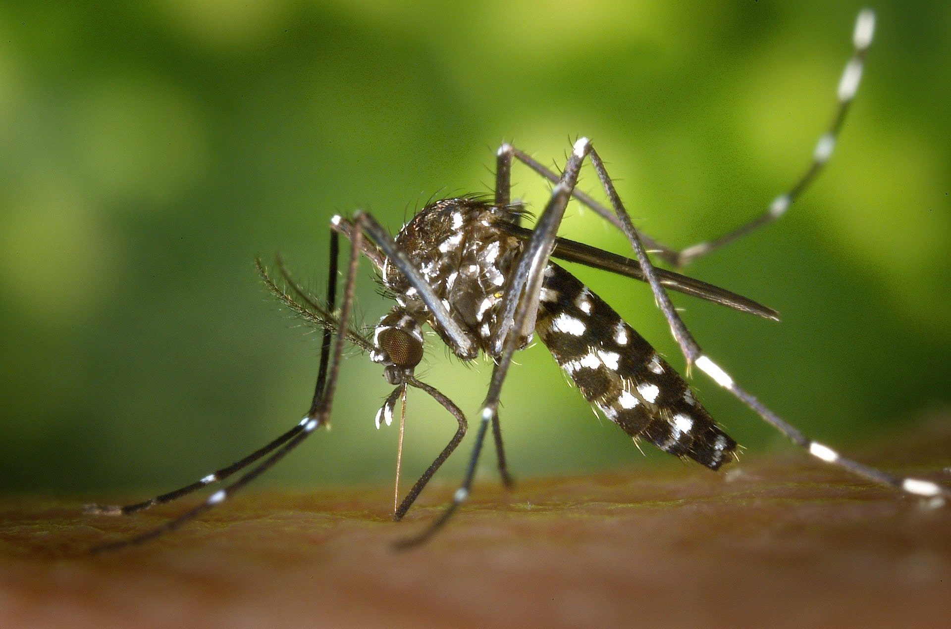 Koszmar każdego komara