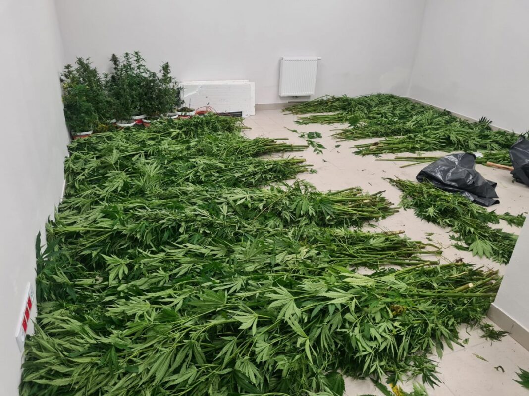 Policjanci z Jasła zlikwidowali plantację marihuany
