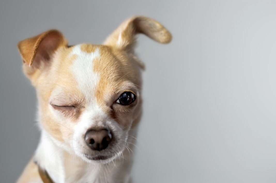 Padaczka u psa: objawy, przyczyny i skuteczne leczenie
